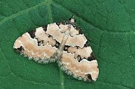 Attēlu rezultāti vaicājumam “Colostygia pectinataria”