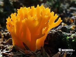 Attēlu rezultāti vaicājumam “Calocera pallidospathulata”