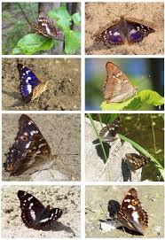 Attēlu rezultāti vaicājumam “Apatura ilia”