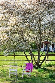 Attēlu rezultāti vaicājumam “Amelanchier spicata”