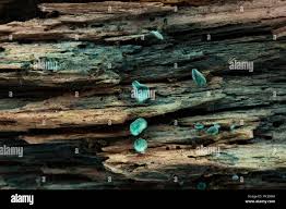 Attēlu rezultāti vaicājumam “Chlorociboria aeruginascens”