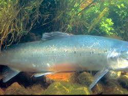 Image result for Salmo zrmanjaensis