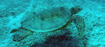 Image result for Caretta caretta