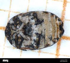 Attēlu rezultāti vaicājumam “Anthrenus scrophulariae”