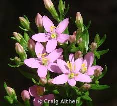 Attēlu rezultāti vaicājumam “Centaurium erythraea”