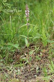 Attēlu rezultāti vaicājumam “Stachys palustris bud”