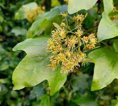 Attēlu rezultāti vaicājumam “Acer campestre fruit”