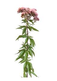 Image result for Eupatorium cannabinum