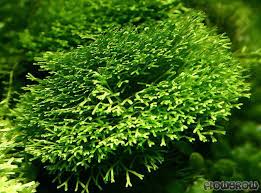 Attēlu rezultāti vaicājumam “Riccia canaliculata”