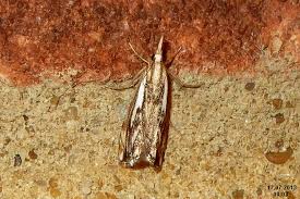 Attēlu rezultāti vaicājumam “Catoptria falsella”