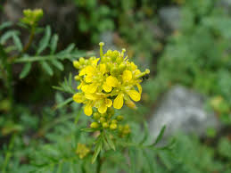Attēlu rezultāti vaicājumam “Rorippa sylvestris leaf”