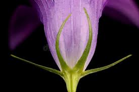 Attēlu rezultāti vaicājumam “Campanula patula fruit”