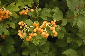 Attēlu rezultāti vaicājumam “Viburnum opulus fruit”