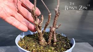 Image result for parthenocissus bonsai