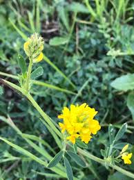 Attēlu rezultāti vaicājumam “Medicago sativa subsp. falcata”