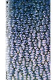 Attēlu rezultāti vaicājumam “Sphagnum angustifolium sporophyte”