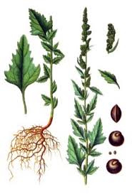 Attēlu rezultāti vaicājumam “Chenopodium polyspermum leaf”