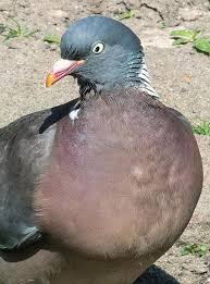 Image result for Columba palumbus
