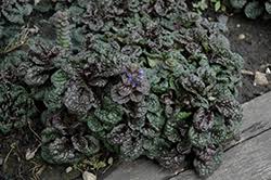 Attēlu rezultāti vaicājumam “Ajuga pyramidalis leaf”