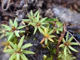 Attēlu rezultāti vaicājumam “Pogonatum dentatum macro”