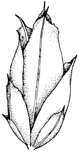 Attēlu rezultāti vaicājumam “Acaulon muticum”