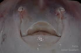 Image result for Rostroraja alba