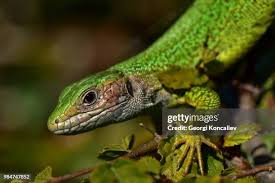 Risultati immagini per dasia smaragdina