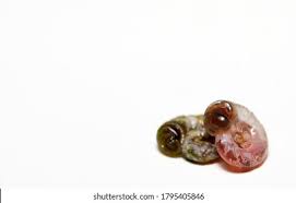 Attēlu rezultāti vaicājumam “Planorbidae”