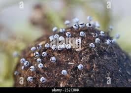 Attēlu rezultāti vaicājumam “Physarum leucophaeum spores”