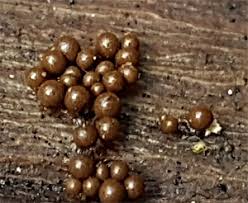 Attēlu rezultāti vaicājumam “Trichia longipalpis sessile”