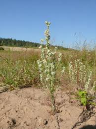 Attēlu rezultāti vaicājumam “Filago arvensis”