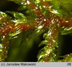 Attēlu rezultāti vaicājumam “Hylocomiastrum umbratum”