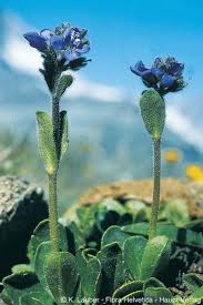 Attēlu rezultāti vaicājumam “Veronica scutellata bud”
