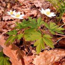 Attēlu rezultāti vaicājumam “Anemone sylvestris fruit”