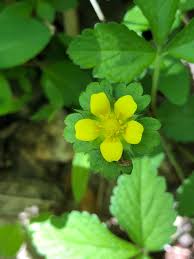 Attēlu rezultāti vaicājumam “Potentilla reptans bud”