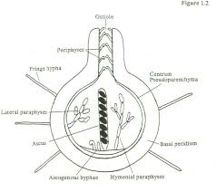 Attēlu rezultāti vaicājumam “Sordaria fimicola”