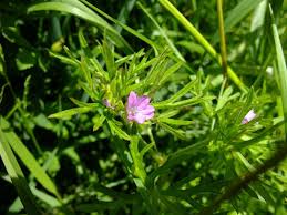Attēlu rezultāti vaicājumam “Geranium dissectum flower”