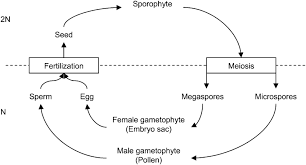 Attēlu rezultāti vaicājumam “sporophyte”