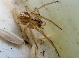 Attēlu rezultāti vaicājumam “Tetragnathidae”