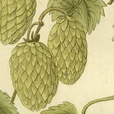 Attēlu rezultāti vaicājumam “Humulus lupulus fruit”