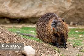 Attēlu rezultāti vaicājumam “Ondatra zibethicus”