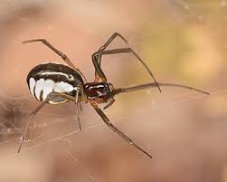 Attēlu rezultāti vaicājumam “Linyphiidae”