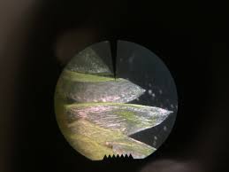 Attēlu rezultāti vaicājumam “Plagiothecium laetum”