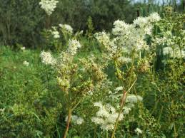 Attēlu rezultāti vaicājumam “Filipendula ulmaria”