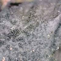 Attēlu rezultāti vaicājumam “Collema flaccidum”