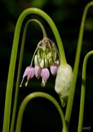 Attēlu rezultāti vaicājumam “Allium cepa bud”
