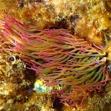 Attēlu rezultāti vaicājumam “Urocystis anemones”