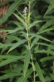 Attēlu rezultāti vaicājumam “Epilobium angustifolium fruit”