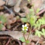 Attēlu rezultāti vaicājumam “Saxifraga tridactylites fruit”