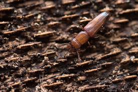 Attēlu rezultāti vaicājumam “Tetratoma ancora”